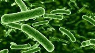 Tổng quan về Lactobacillus rhamnosus